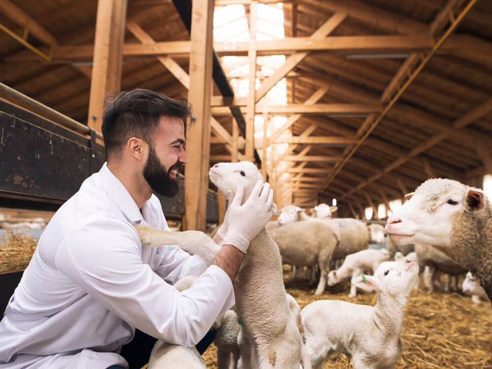 testare animale ferma