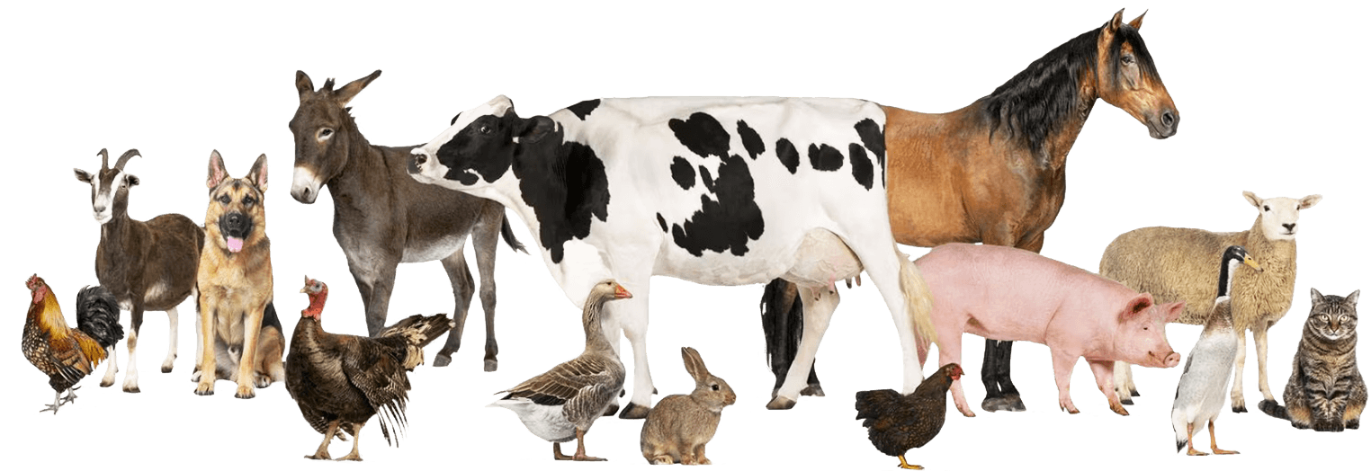 Analize animale ferma_bg